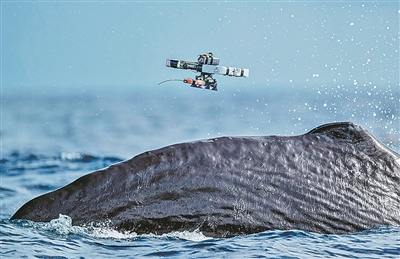 AI尝试解读动物交流“语言”