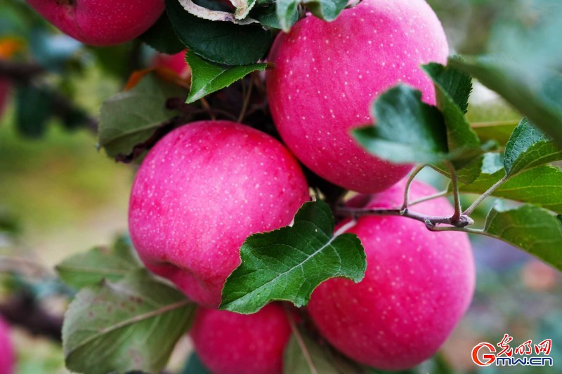 红星照耀中国｜一颗苹果何以带动这座小村振兴