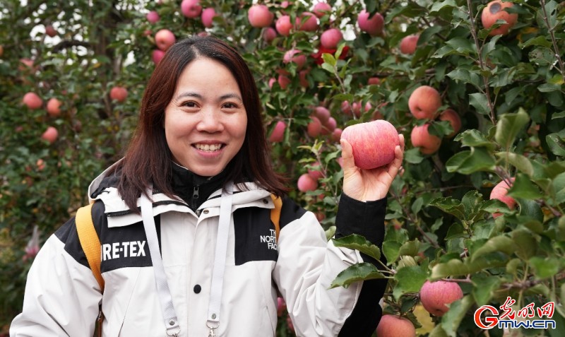 红星照耀中国｜一颗苹果何以带动这座小村振兴