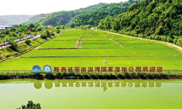 【高质量发展看陕西】喜望稻菽千层浪，“红”“绿”交响南泥湾
