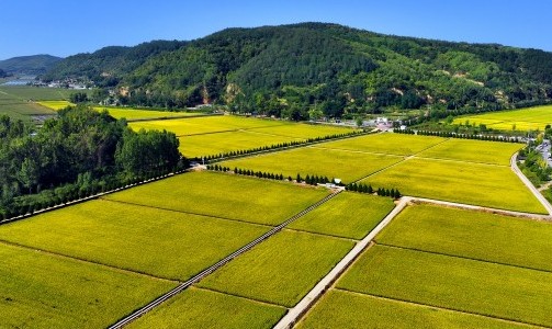 【高质量发展看陕西】喜望稻菽千层浪，“红”“绿”交响南泥湾