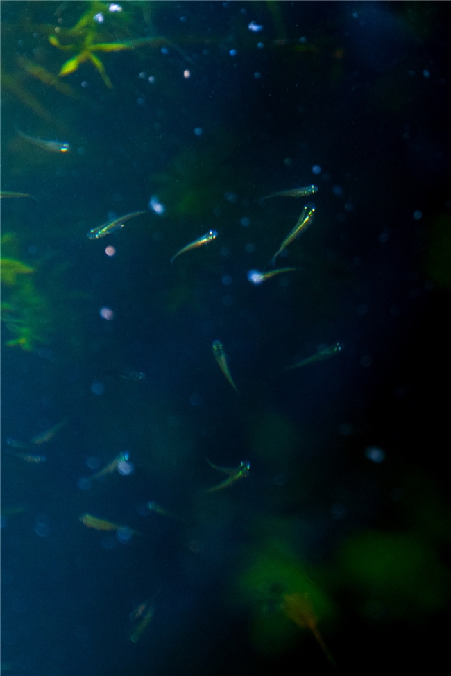 2025世界自然保护大会“汇美自然”案例为全球韧性人居建设提供中国经验