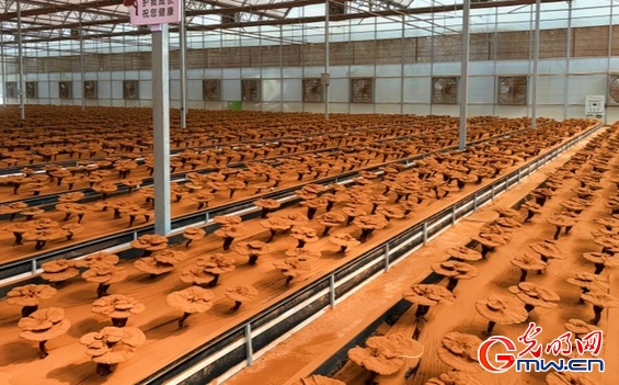 算力搭台、AI相伴,看千年灵芝“小芝”的焕新故事 算力搭台、AI相伴,看千年灵芝“小芝”的焕新故事