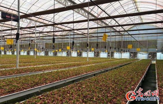 算力搭台、AI相伴,看千年灵芝“小芝”的焕新故事 算力搭台、AI相伴,看千年灵芝“小芝”的焕新故事