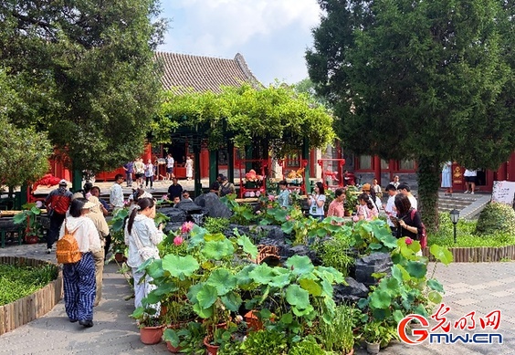 来恭博特展，既赏非遗又看金鱼