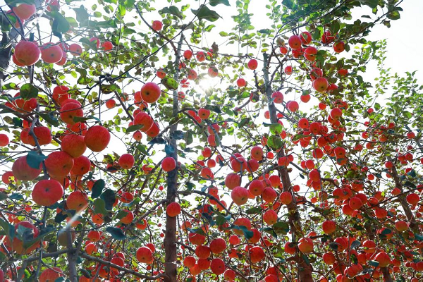 【高质量发展看陕西】乡村振兴，这边“丰”景独好