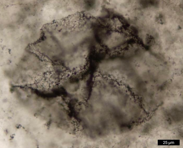 AI解码三十三亿年前生命信号,揭示了产氧光合作用的分子痕迹