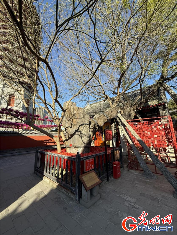 道中华·京华行|在“漕运通济”之州，领略千年大运河文化