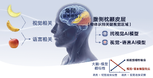 语言如何影响视觉——来自人脑与人工智能模型的双重证据